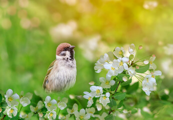 Wall Mural -  sparrow bird sits on a branch of an apple tree with white flowers