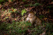 Affe sitzt im Wald und beobachtet