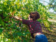 European young woman farmer cut organic ripped sauvignon grape in vineyard harvest period