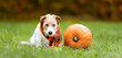 Funny dog wearing scarf and sitting with a pumpkin in autumn. Halloween, happy thanksgiving day or fall banner, background.
