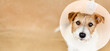 Cute healthy recovering dog wearing funnel collar. Protection after spaying surgery, web banner.