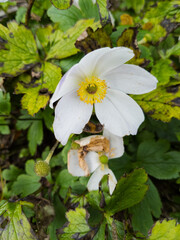 Canvas Print - snowdrop anemone or snowdrop windflower (Anemonoides sylvestris syn. Anemone sylvestris)