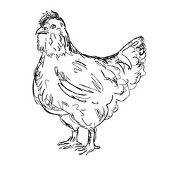 Canvas Print - Drawing sketch style illustration of an Ameraucana hen, an American breed of domestic chicken viewed from side on isolated white background done in black and white line art.
