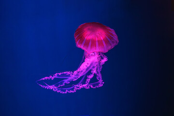 Fuorescent jellyfish swimming underwater aquarium pool with pink neon light. The South American sea nettle chrysaora plocamia in blue water, ocean. Theriology, tourism, diving, undersea life.