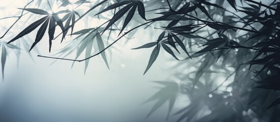 Sticker - Blurred image of palm leaves with shadow and fog effects with selective focus