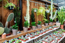 Collection Of Various Potted Exotic Green Cacti In Greenhouse