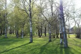 Fototapeta Tęcza - Spring in the birch grove. Beautiful sunny day in the forest. Spring landscape with green birch trees.