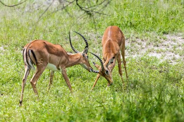 Sticker - Black-faced Impalas standing in a lush green field