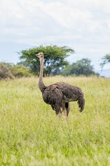 Canvas Print - Ostrich striding across a lush, green grassy field