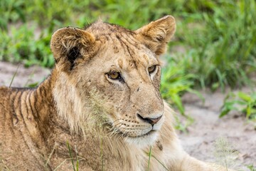 Sticker - Closeup of a young lion reclining in tall grass, surveying its surroundings