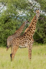 Wall Mural - two giraffe standing next to each other in tall grass