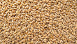 Fondo de textura de granos de trigo 