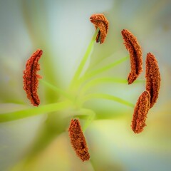 Wall Mural - close-up of the lily stamen on the blurry green background