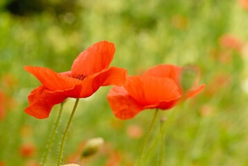 Wall Mural - an image of some very pretty red flowers in the grass