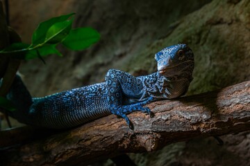 Wall Mural - Blue lizard perched on a wooden log in an outdoor enclosure featuring a tree branch