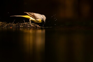 Poster - Grey wagtail (Motacilla cinerea) bird perched on a rock drinking water from a lake