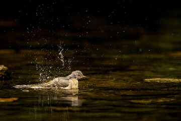 Sticker - Small, white-bellied wagtail bird perched atop a rock in a tranquil lake