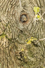 Wall Mural - Inquisitive grey squirrel perched in a hole in a tree, surrounded by lush green grass and foliage