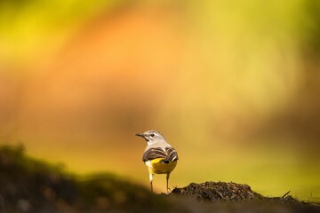 Canvas Print - Small Wagtail perched atop a tree stump in a lush, grassy meadow