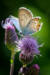 Wall Mural - large argus (plebejus argus) butterfly perched atop a vibrant purple flower