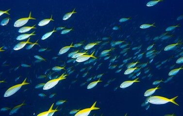 Wall Mural - a large group of fish in the water by some rocks