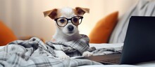 Indoor Pet On Bed With Laptop And Glasses