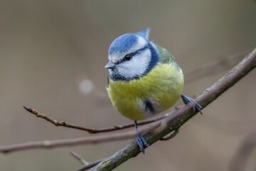 Wall Mural - Closeup of a great tit perched on a tree branch