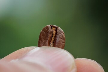 Canvas Print - Closeup of a hand holding a freshly roasted coffee bean