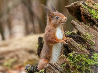 Poster - Adorable red squirrel perched atop a wooden log in a natural outdoor setting.