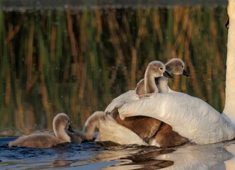 Wall Mural - Adult swan and several cygnets glide gracefully across the tranquil waters of a lake