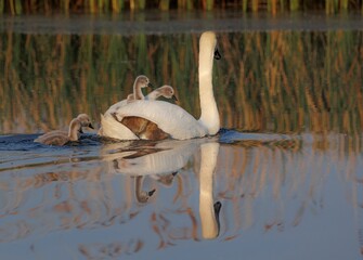 Wall Mural - Adult swan and several cygnets glide gracefully across the tranquil waters of a lake