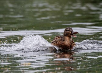 Canvas Print - Mallard duck in a tranquil pond, swimming and splashing its wings in the water