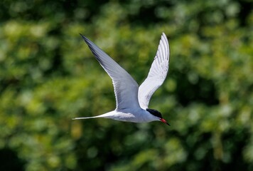 Poster - Image of a single Arctic tern (Sterna paradisaea) soaring in the sky above a lush forest