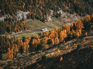 Poster - Scenic landscape view of mountainous terrain with trees on the hillside in the Swiss Alps, Avers