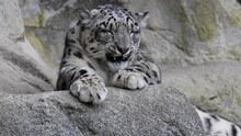 Sleepy Snow Leopard Yawning And Leaking His Legs In The Forest