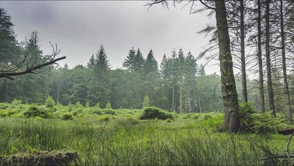 Wall Mural - time lapse of moving gray clouds over green lawn and forest trees