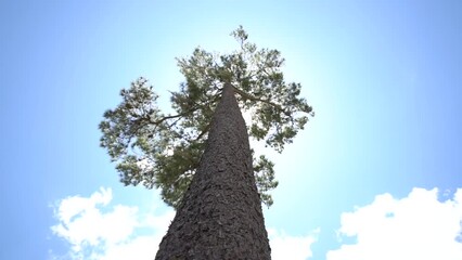 Wall Mural - Low angle shot of a tree with sun and blue cloudy sky