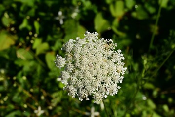 Poster - Beautiful white Daucus carota flower blooming among lush green grass