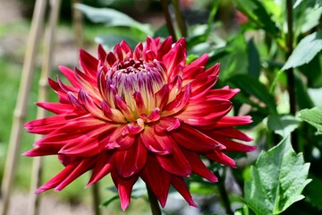Wall Mural - macro shot of a beautiful dahlia flower with vibrant red petals against a backdrop of lush foliage.