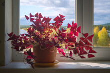 Oxalis Triangularis Or Purple Shamrock In A Pot Stands On A Windowsill Illuminated By The Sun's Rays Against The Backdrop Of The Autumn Landscape Outside The Window.
