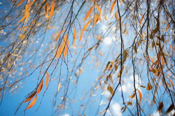 Poster - Willow branch in autumn park, yellow top of tree, blue sky background