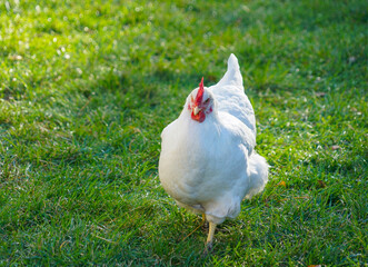 Wall Mural - cage free white chicken in the farm