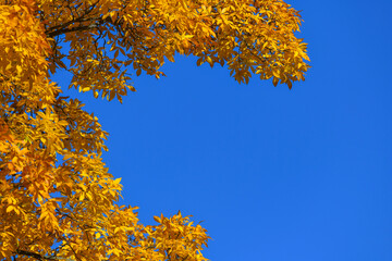 yellow foliage leaves and blue sky