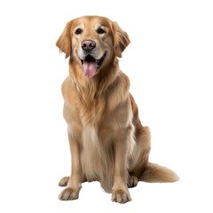 Poster - playful happy golden retriever dog isolated on transparent background