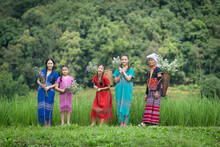 Pretty Girl Group Is Happy In Green Organic Thai Jasmine Rice Paddy Crop On A Plantation Field Growing During The Growing Season Agriculture Farming.