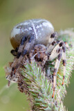 Fototapeta Dmuchawce - Araneus spider weaves a web. Close-up macro photography.
