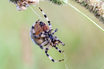 Wall Mural - araneus spider weaves a web. close-up macro photography.