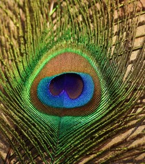 Wall Mural - Feather. Background. Peacock feather.