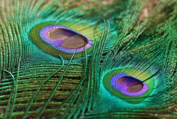 Wall Mural - Peacock feather, Feather, Background.