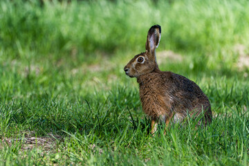 Wall Mural - Hare in the grass. Rabbit in the woods. Rabbit in the grass, Hare. (Lepus europaeus) 